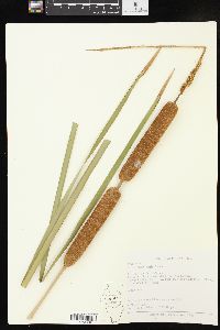 Typha domingensis image