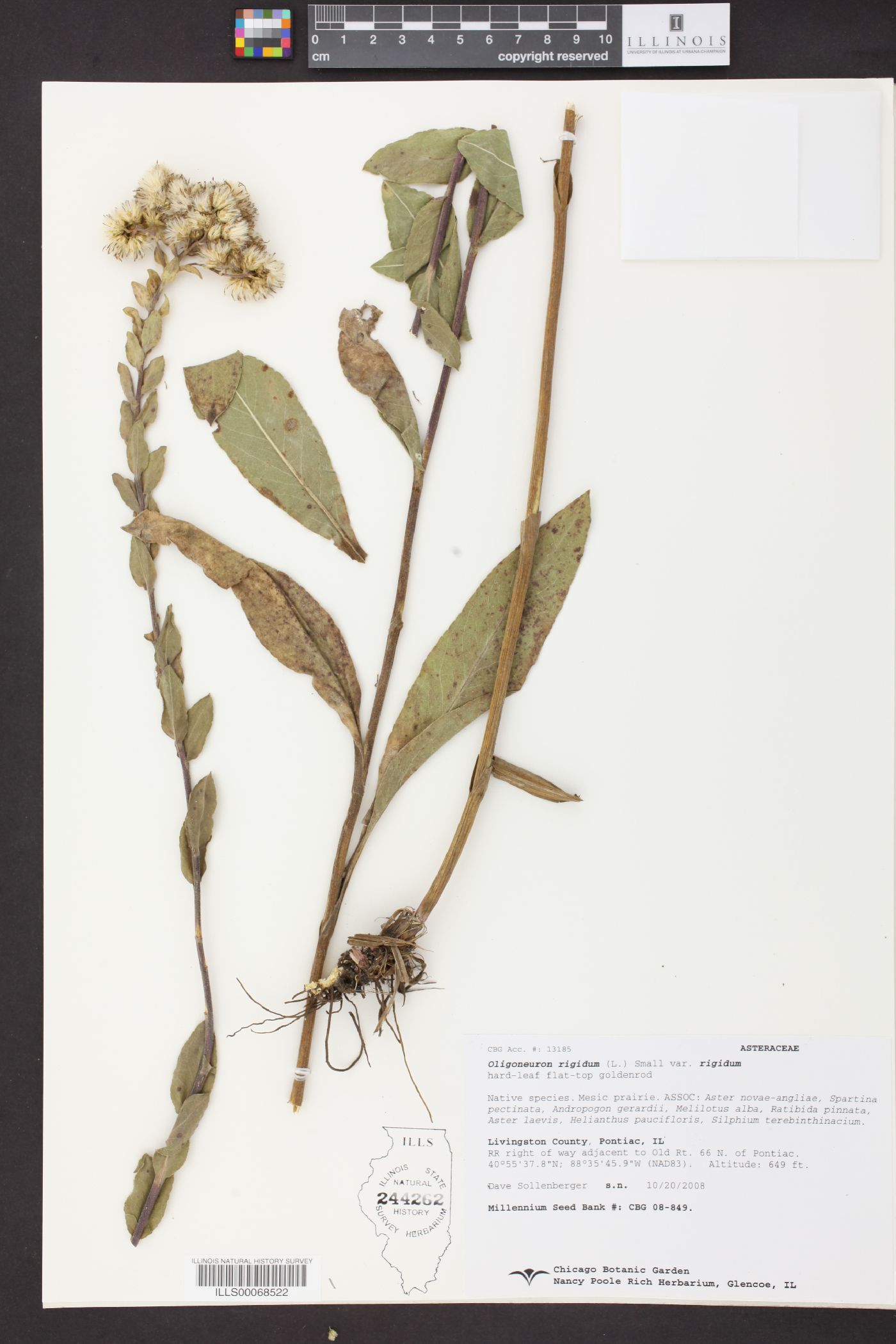 Oligoneuron rigidum var. rigidum image