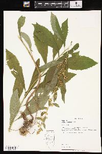 Solidago petiolaris image