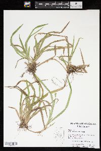 Carex abscondita image