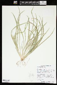 Carex abscondita image