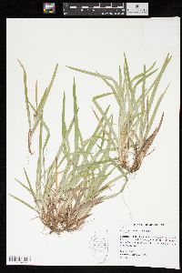 Carex abscondita image