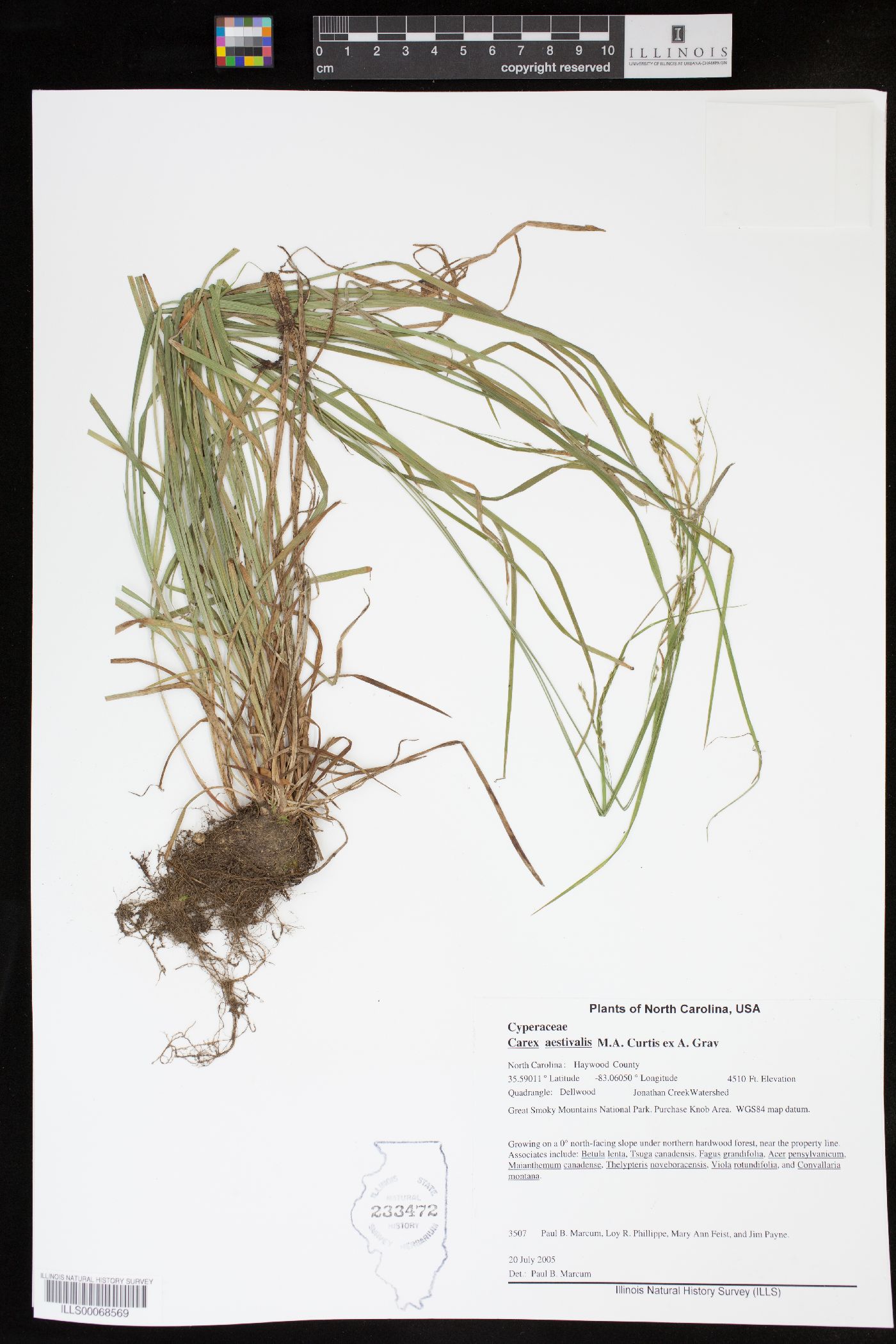 Carex aestivalis image