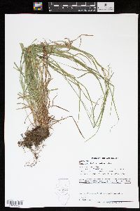 Carex aestivalis image