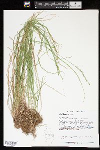 Carex aestivalis image