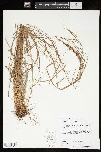 Carex aestivalis image