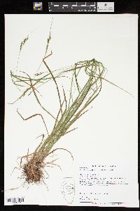 Carex aestivalis image