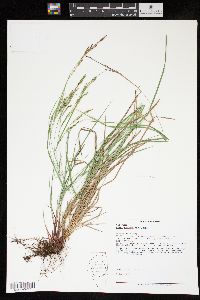 Carex aestivalis image