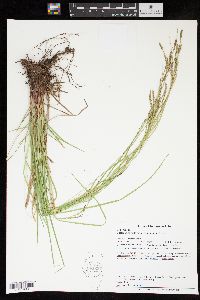 Carex aestivalis image