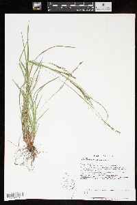 Carex aestivalis image