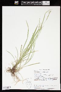 Carex aestivalis image