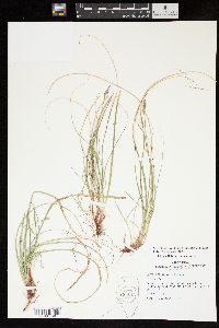 Carex albicans var. albicans image