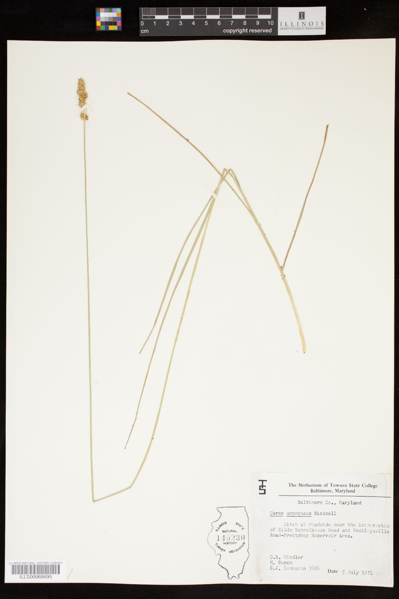 Carex annectens var. annectens image