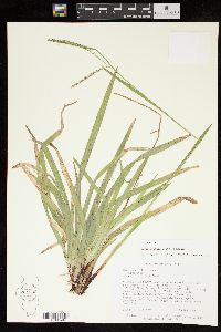 Carex arctata image