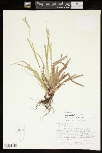 Carex arctata image