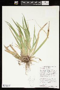 Carex arctata image