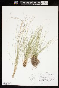 Carex atlantica subsp. capillacea image