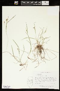 Carex aurea image