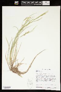 Carex aurea image