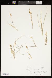 Carex aurea image