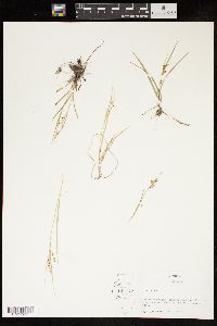 Carex aurea image