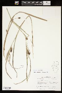 Carex aureolensis image