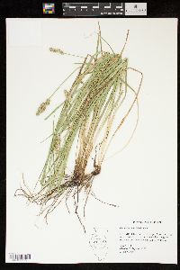 Carex austrina image