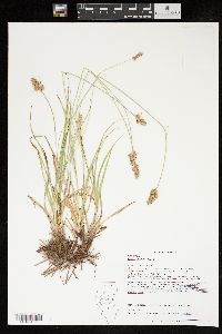 Carex austrina image