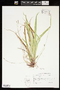 Carex austrocaroliniana image