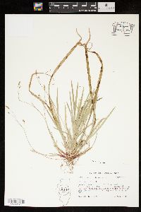 Carex austrocaroliniana image