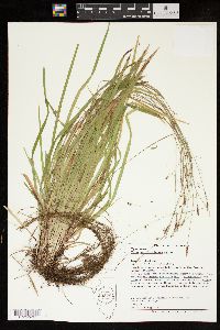 Carex austrocaroliniana image