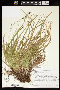 Carex austrocaroliniana image