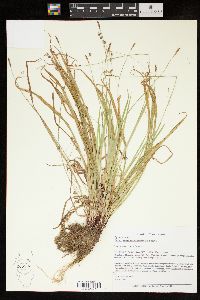 Carex austrocaroliniana image