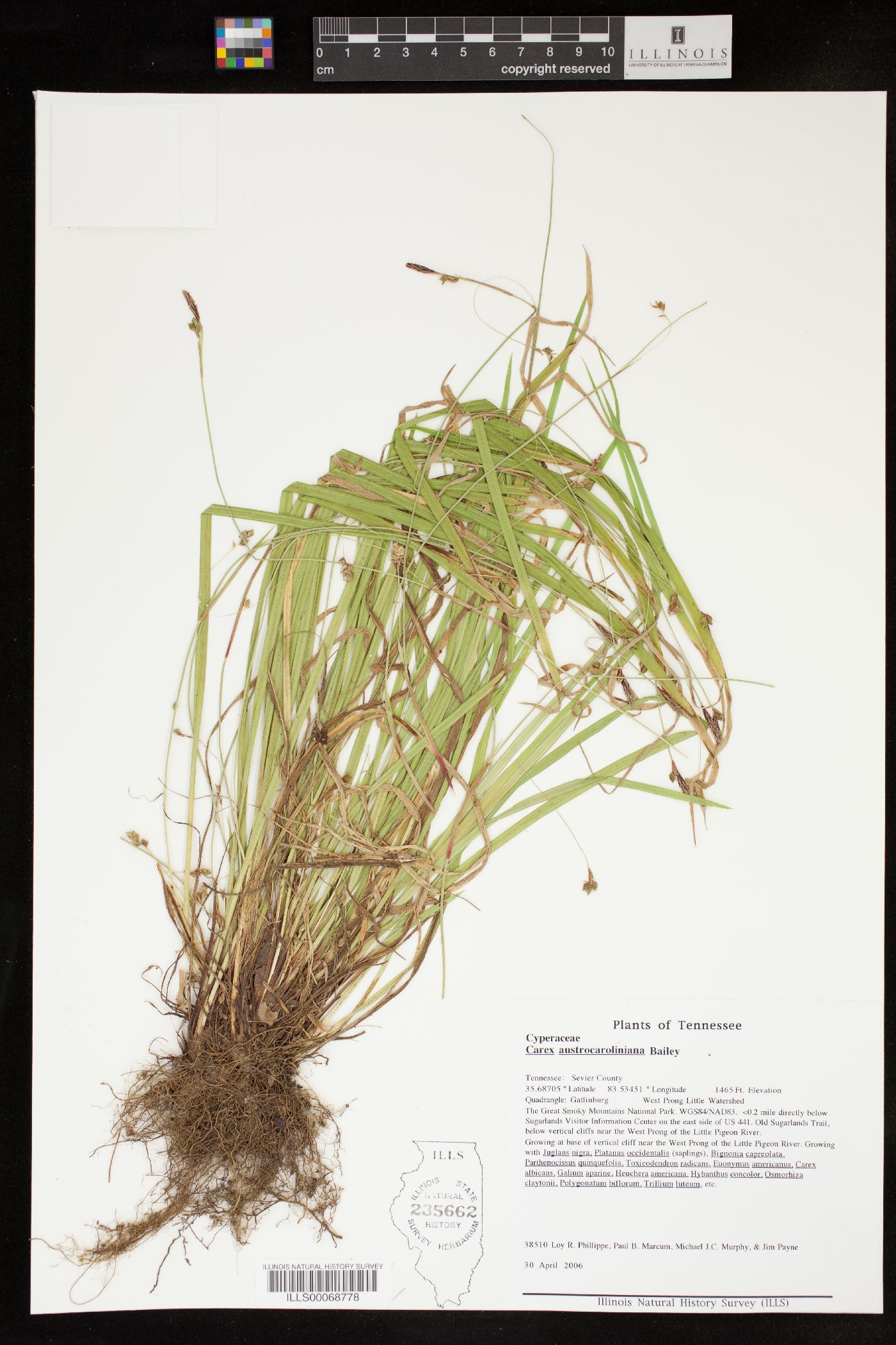 Carex austrocaroliniana image