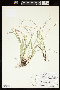 Carex basiantha image