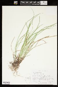 Carex basiantha image