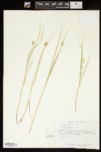 Carex bebbii image