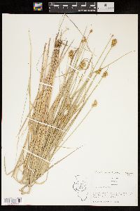 Carex bebbii image