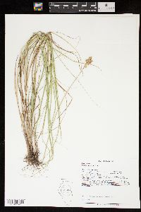 Carex missouriensis image