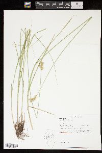 Carex missouriensis image