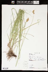 Carex bicknellii image