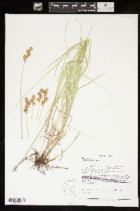 Carex bicknellii image