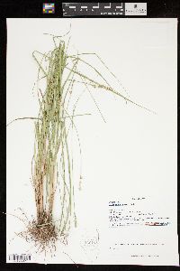 Carex brachyglossa image