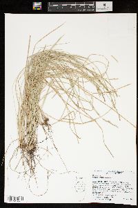 Carex bromoides image