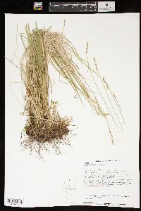 Carex bromoides image