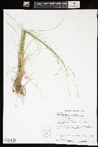 Carex brunnescens var. sphaerostachya image