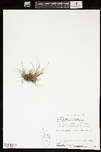 Carex brunnescens var. sphaerostachya image