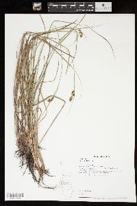 Carex bushii image