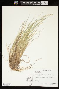 Carex canescens var. disjuncta image