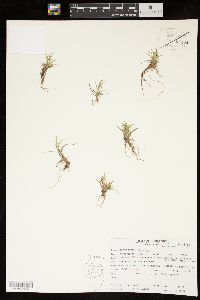 Carex capillaris image